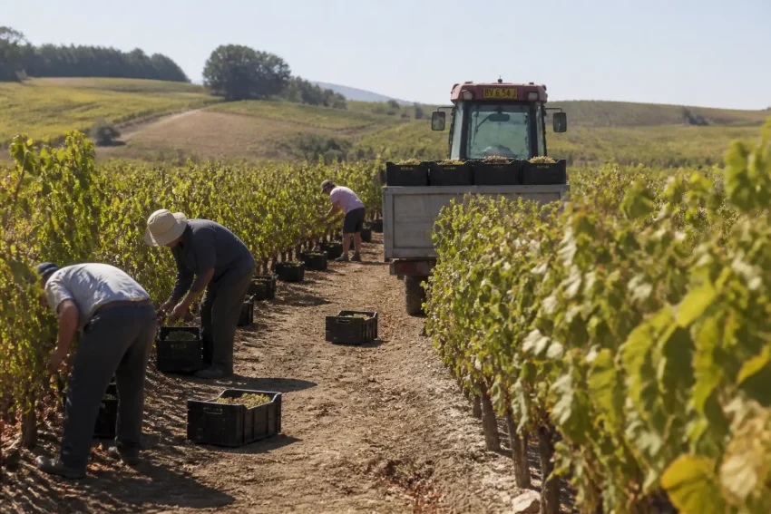 Caldo anomalo e siccità anticipano la vendemmia in Europa: raccolti più precoci e stime in calo in diversi Paesi